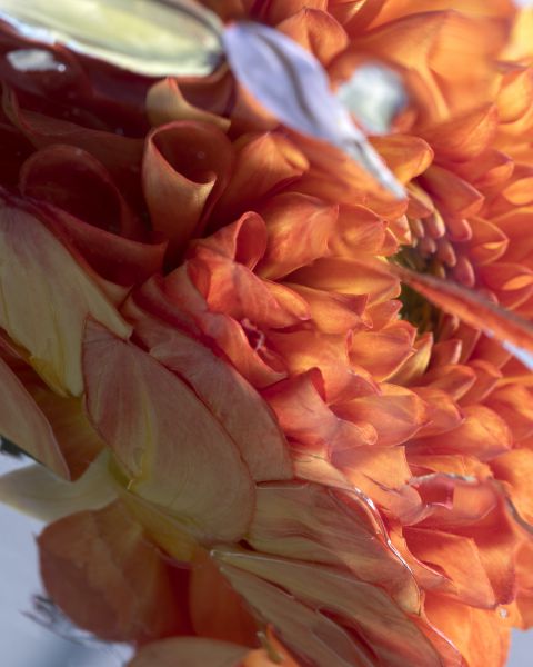 Bloom
